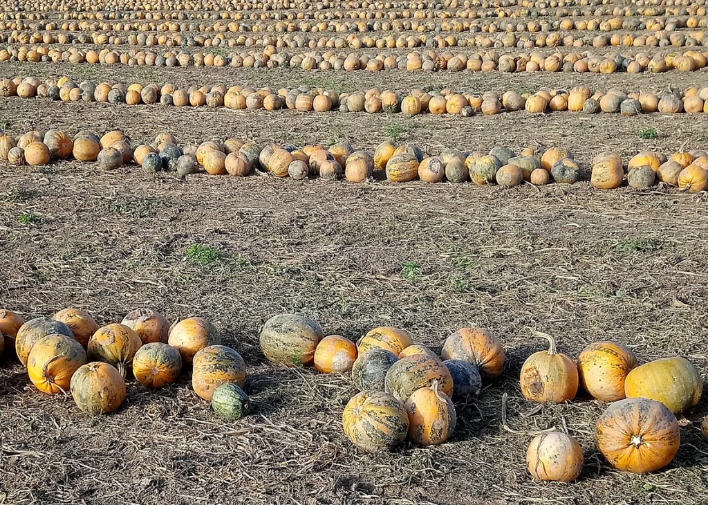 Acker mit reifen Kürbissen bei der Ernte.